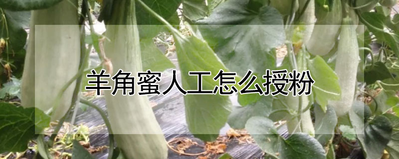 羊角蜜人工怎麼授粉