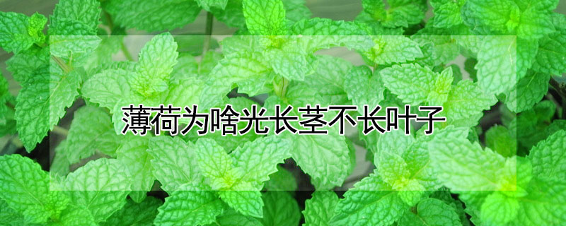 薄荷為啥光長莖不長葉子