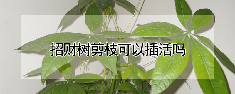 招財樹剪枝可以插活嗎