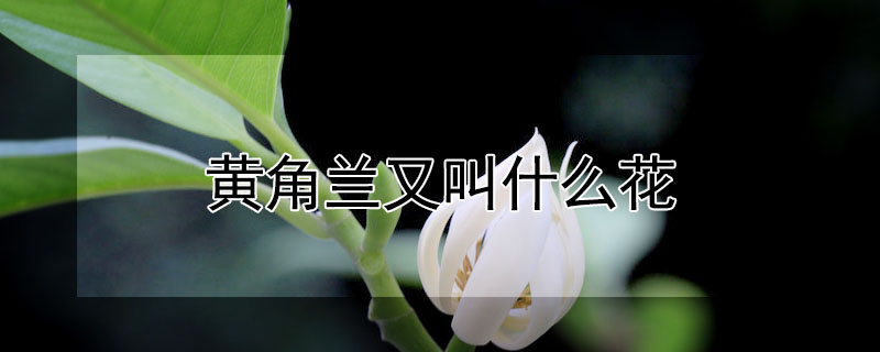 黃角蘭又叫什麼花