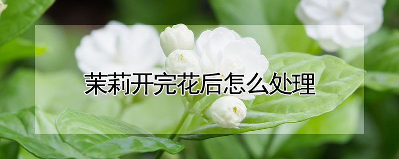 茉莉開完花後怎麼處理