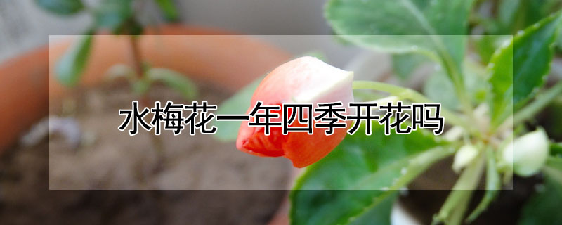 水梅花一年四季開花嗎