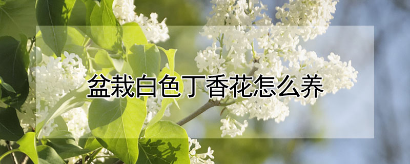 盆栽白色丁香花怎麼養