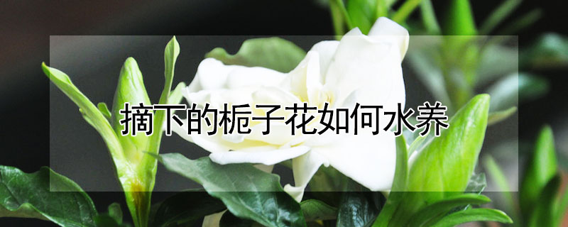 摘下的梔子花如何水養