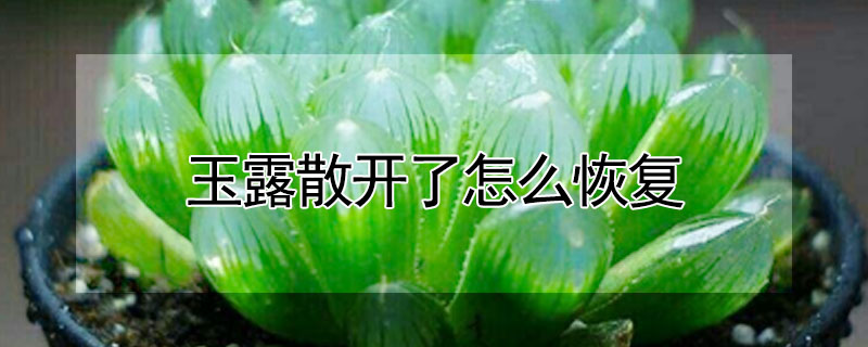 玉露散開了怎麼恢複