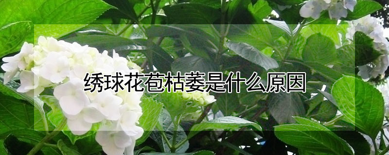 繡球花苞枯萎是什麼原因