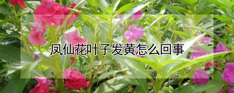 鳳仙花葉子發黃怎麼回事