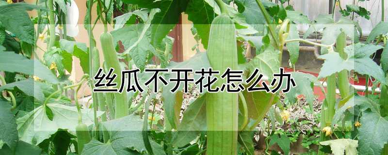 絲瓜不開花怎麼辦