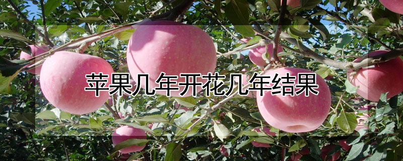 蘋果幾年開花幾年結果