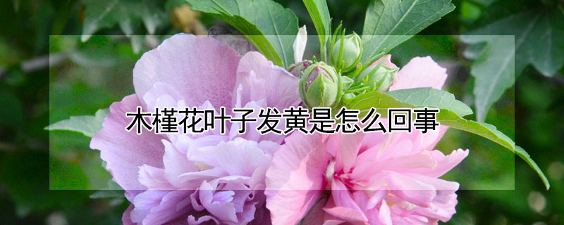 木槿花葉子發黃是怎麼回事