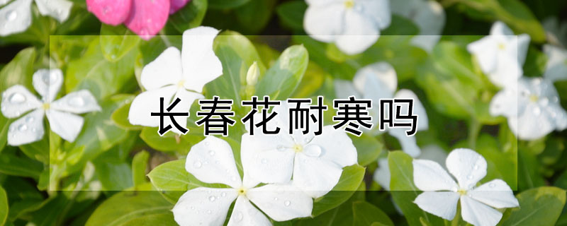 長春花耐寒嗎