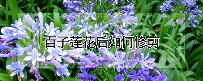 百子蓮花後如何修剪