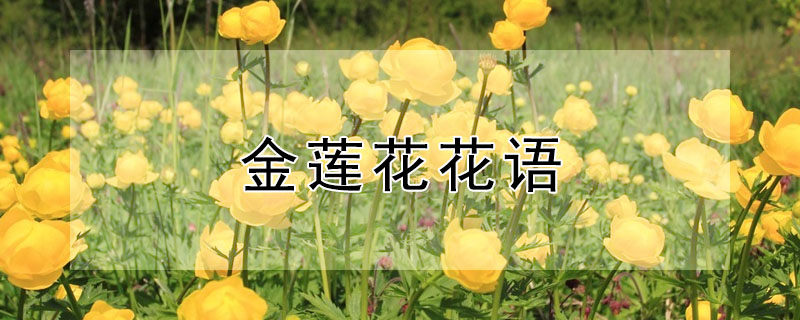 金蓮花花語