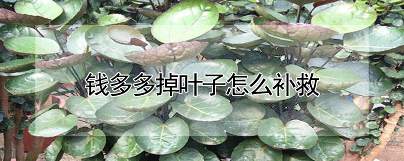 錢多多掉葉子怎麼補救