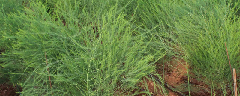 蘆筍長得太細怎麼辦