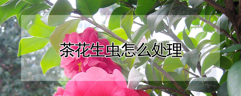 茶花生蟲怎麼處理