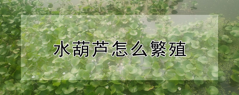 水葫蘆怎麼繁殖