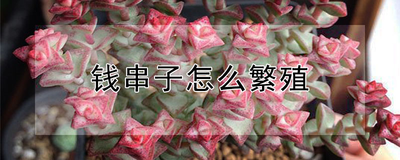 錢串子怎麼繁殖