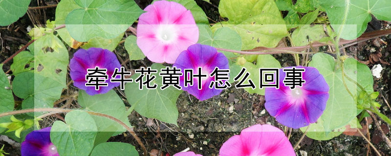 牽牛花黃葉怎麼回事