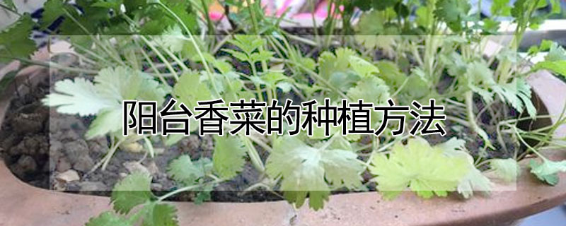 陽台香菜的種植方法