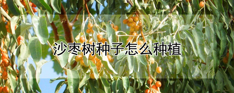 沙棗樹種子怎麼種植