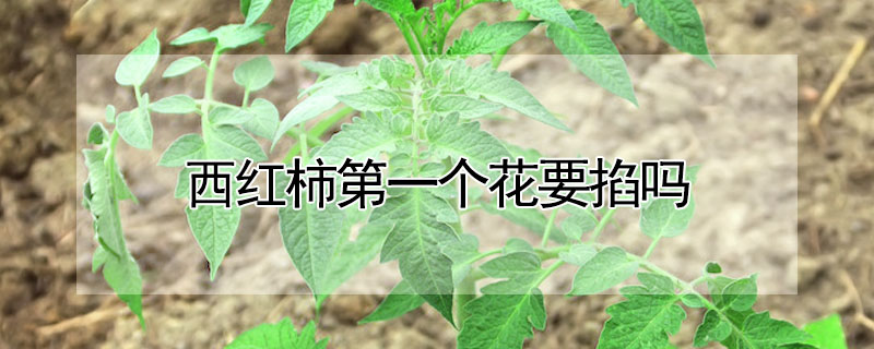 西紅柿第一個花要掐嗎