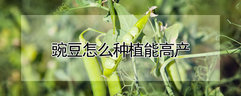 豌豆怎麼種植能高產