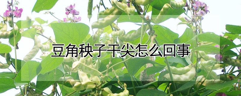 豆角秧子幹尖怎麼回事