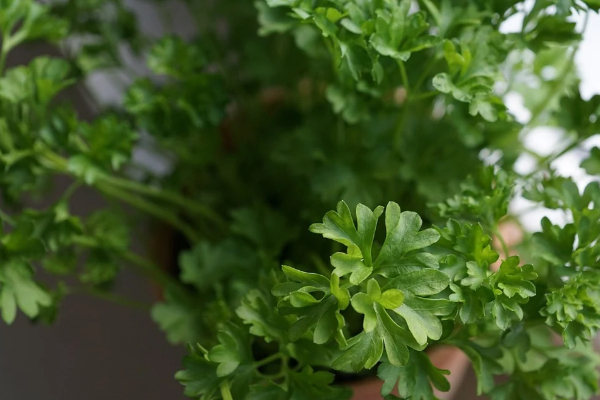 怎麼種香菜出苗快