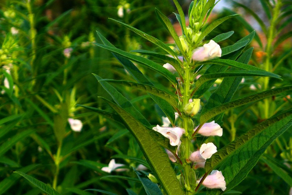 芝麻的種植方法