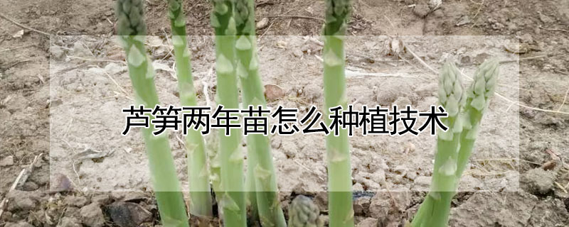 蘆筍兩年苗怎麼種植技術