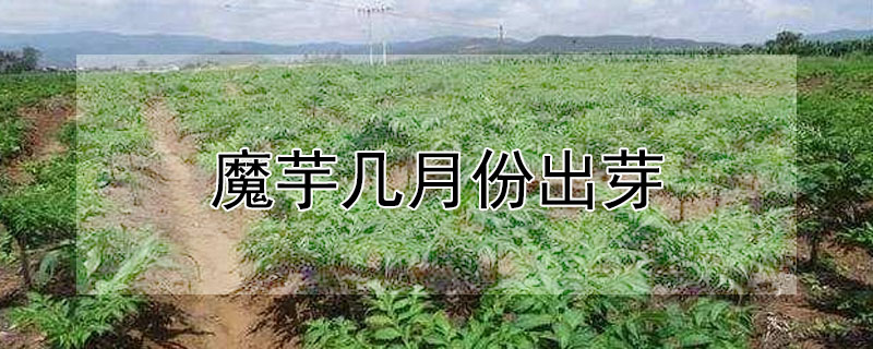 魔芋幾月份出芽