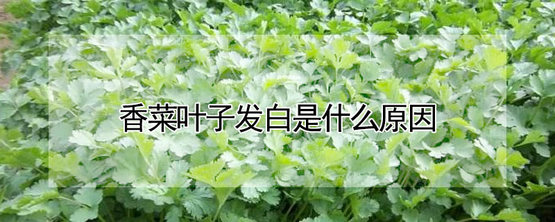 香菜葉子發白是什麼原因