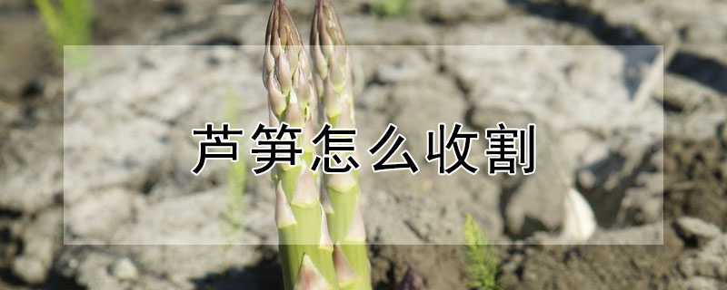 蘆筍怎麼收割