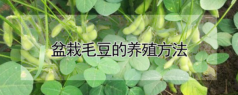 盆栽毛豆的養殖方法