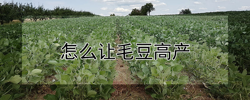 怎麼讓毛豆高產