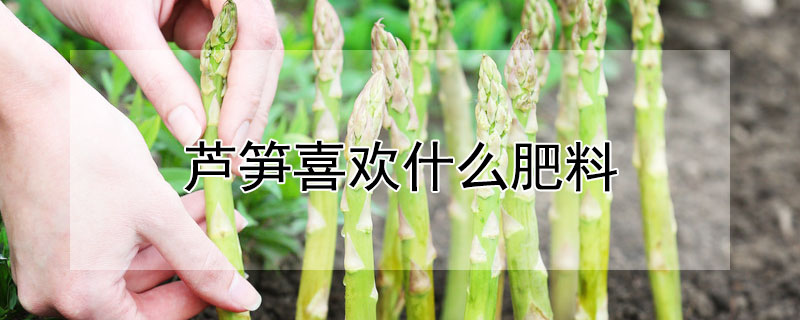 蘆筍喜歡什麼肥料