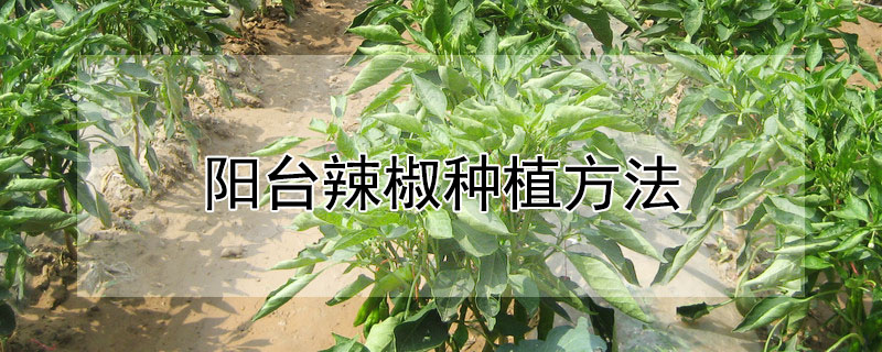 陽台辣椒種植方法