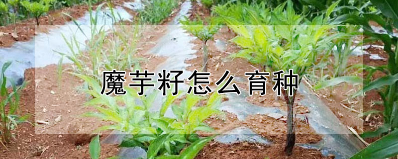 魔芋籽怎麼育種