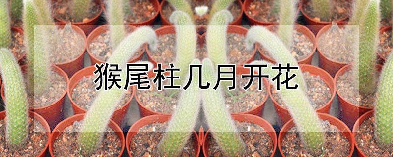 猴尾柱幾月開花