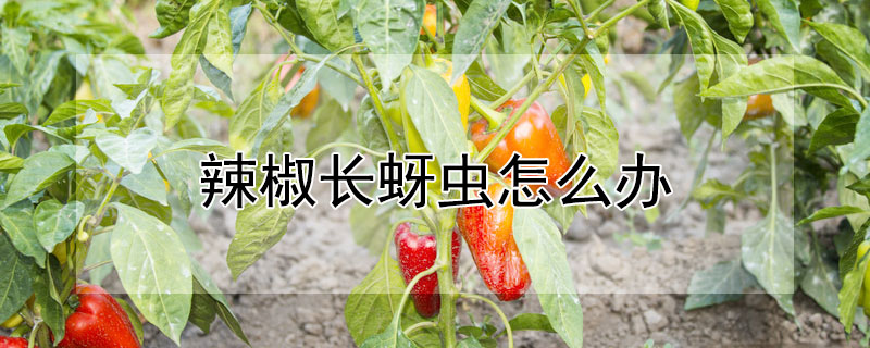 辣椒長蚜蟲怎麼辦