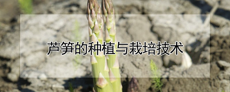 蘆筍的種植與栽培技術