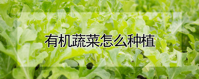 有機蔬菜怎麼種植