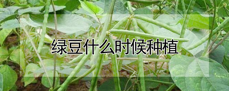 綠豆什麼時候種植