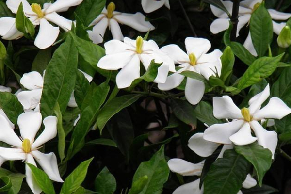 為什麼說梔子花不能養家裏