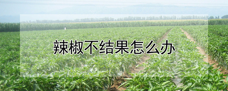 辣椒不結果怎麼辦