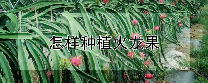 怎樣種植火龍果