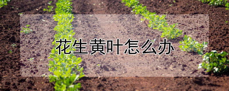 花生黃葉怎麼辦