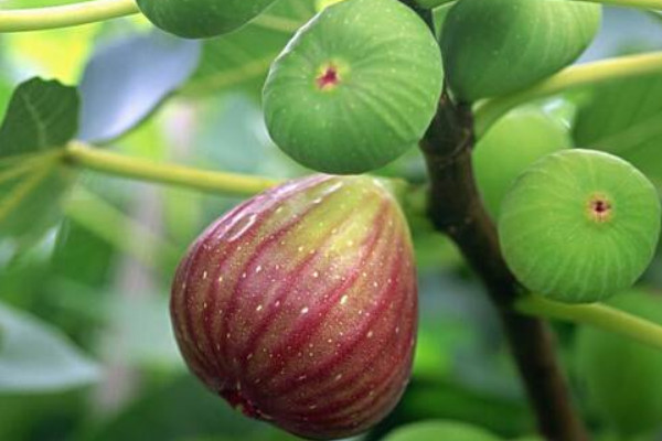 為什麼家不能養無花果