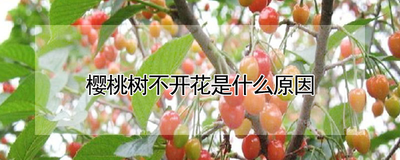 櫻桃樹不開花是什麼原因